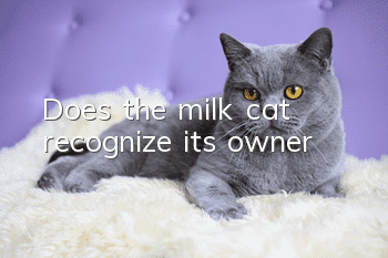 Does the milk cat recognize its owner?