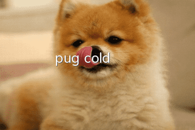 pug cold