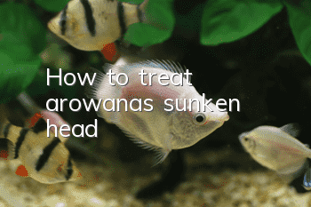 How to treat arowana’s sunken head