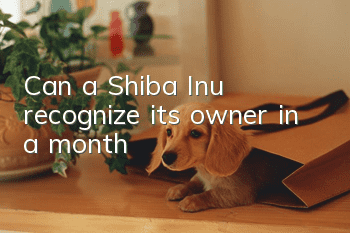 Can a Shiba Inu recognize its owner in a month?