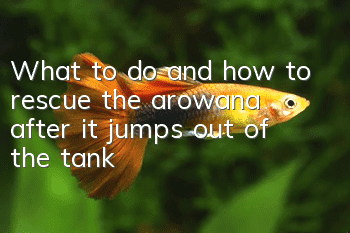 What to do and how to rescue the arowana after it jumps out of the tank