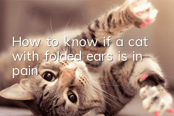 How to know if a cat with folded ears is in pain?