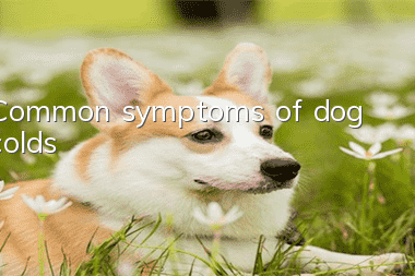 Common symptoms of dog colds