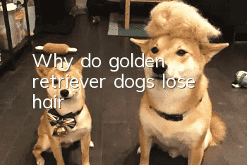 Why do golden retriever dogs lose hair?