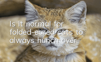 Is it normal for folded-eared cats to always hunch over?