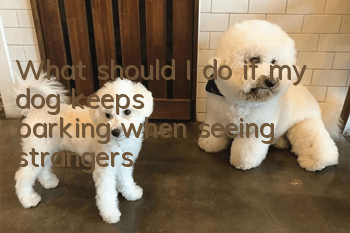 What should I do if my dog keeps barking when seeing strangers?