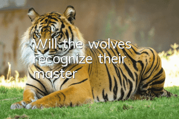 Will the wolves recognize their master?