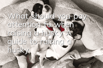 What should you pay attention to when raising a husky? A guide to raising a husky!