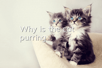 Why is the cat purring?