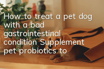 How to treat a pet dog with a bad gastrointestinal condition? Supplement pet probiotics to avoid "glass stomach"!