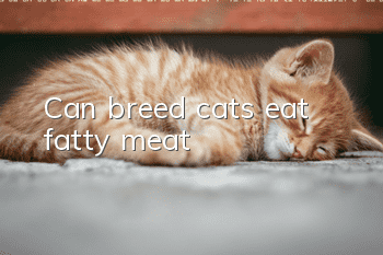Can breed cats eat fatty meat?