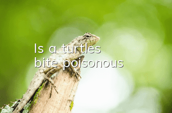 Is a turtle's bite poisonous?