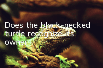 Does the black-necked turtle recognize its owner?