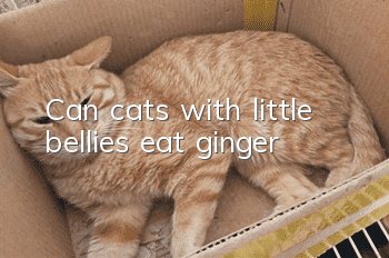 Can cats with little bellies eat ginger?