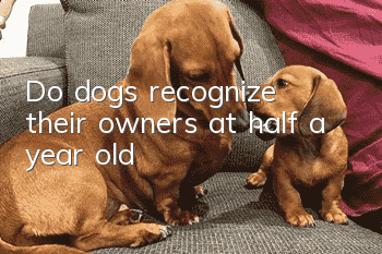 Do dogs recognize their owners at half a year old?