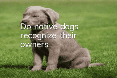Do native dogs recognize their owners?