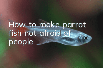How to make parrot fish not afraid of people