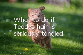 What to do if Teddy's hair is seriously tangled