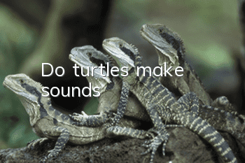 Do turtles make sounds?
