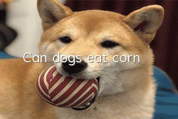 Can dogs eat corn?