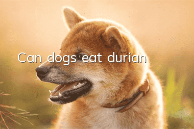 Can dogs eat durian?
