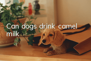 Can dogs drink camel milk?