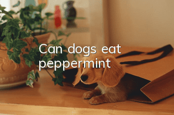 Can dogs eat peppermint?