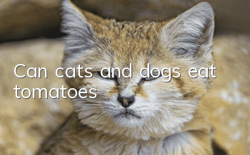 Can cats and dogs eat tomatoes?