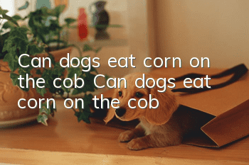 Can dogs eat corn on the cob? Can dogs eat corn on the cob?