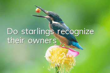 Do starlings recognize their owners?