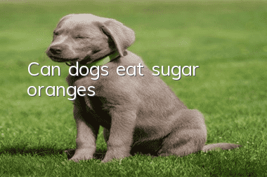 Can dogs eat sugar oranges?