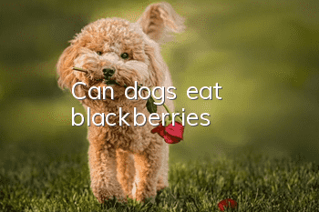 Can dogs eat blackberries?
