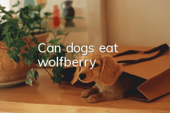 Can dogs eat wolfberry?