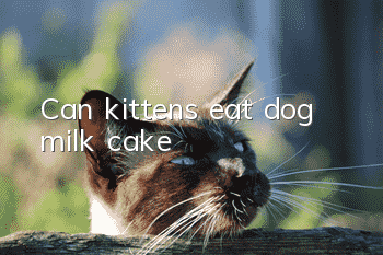 Can kittens eat dog milk cake?