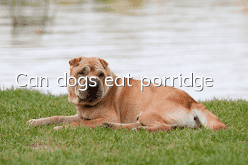 Can dogs eat porridge?