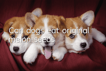 Can dogs eat original melon seeds?