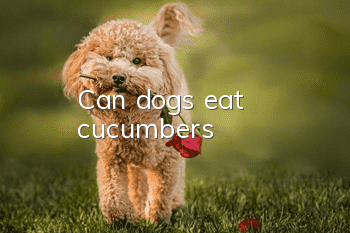 Can dogs eat cucumbers?