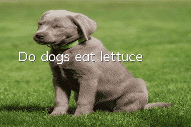 Do dogs eat lettuce?