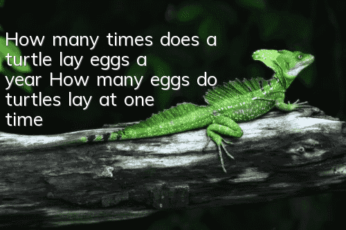 How many times does a turtle lay eggs a year? How many eggs do turtles lay at one time?