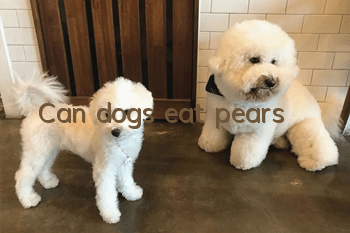 Can dogs eat pears?