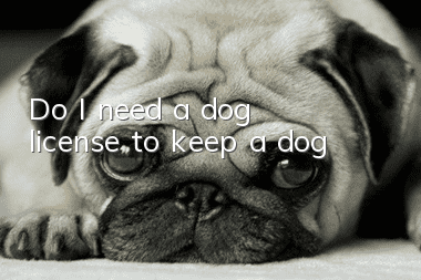 Do I need a dog license to keep a dog?