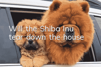 Will the Shiba Inu tear down the house?