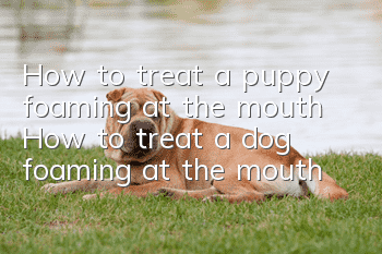 How to treat a puppy foaming at the mouth How to treat a dog foaming at the mouth
