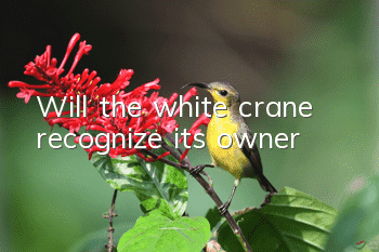Will the white crane recognize its owner?