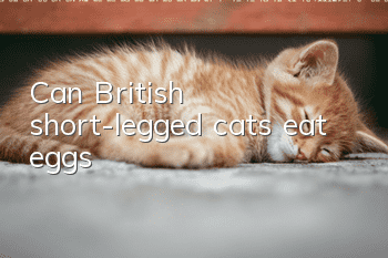 Can British short-legged cats eat eggs?