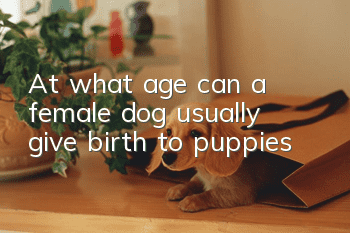 At what age can a female dog usually give birth to puppies?