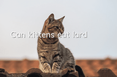 Can kittens eat lard?