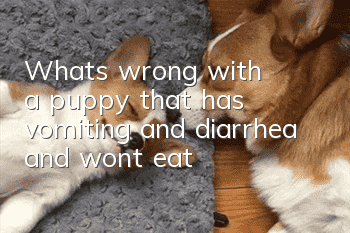 What's wrong with a puppy that has vomiting and diarrhea and won't eat?