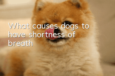 What causes dogs to have shortness of breath?