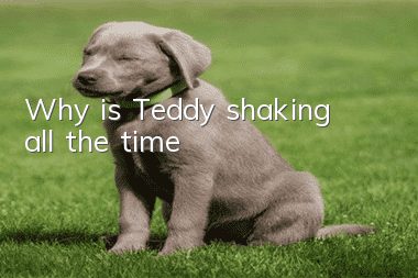 Why is Teddy shaking all the time?